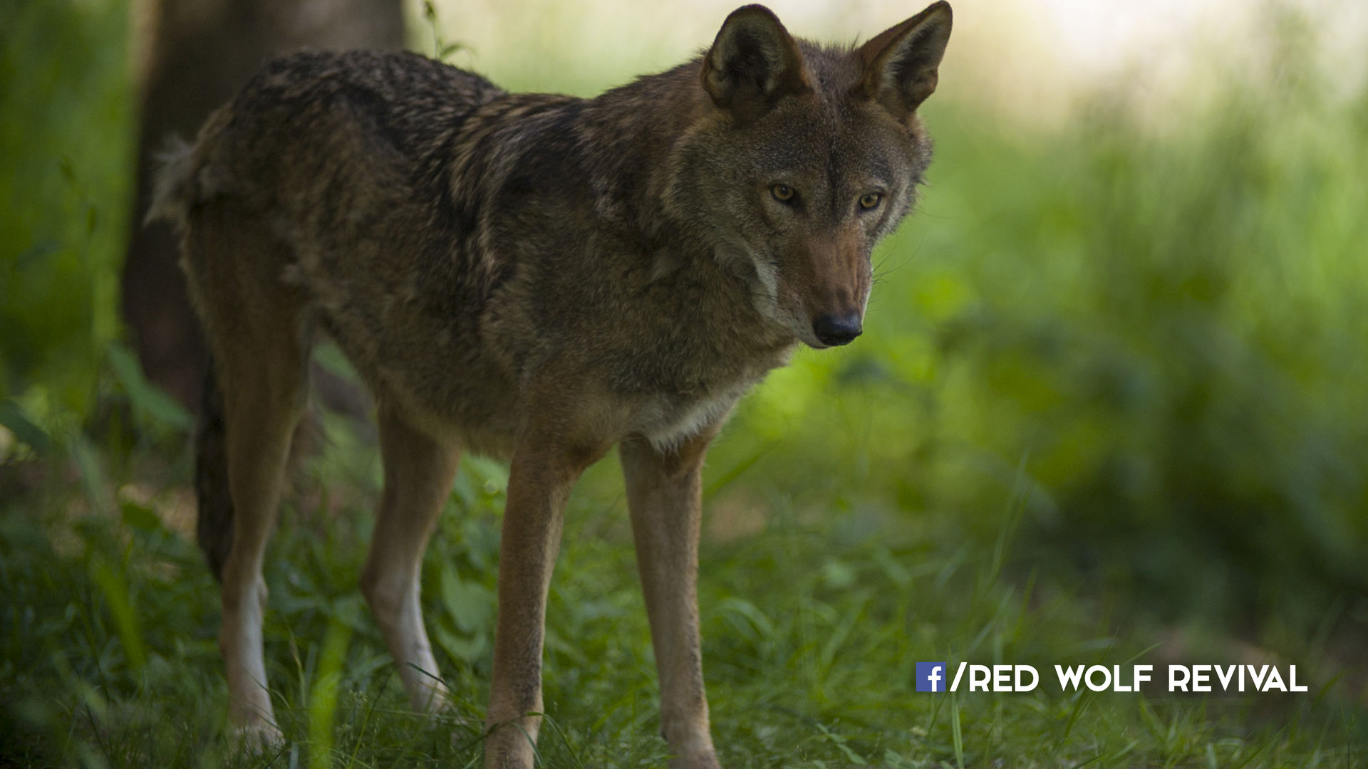 2017 Longleaf Film Festival Official Selection: Red Wolf Revival